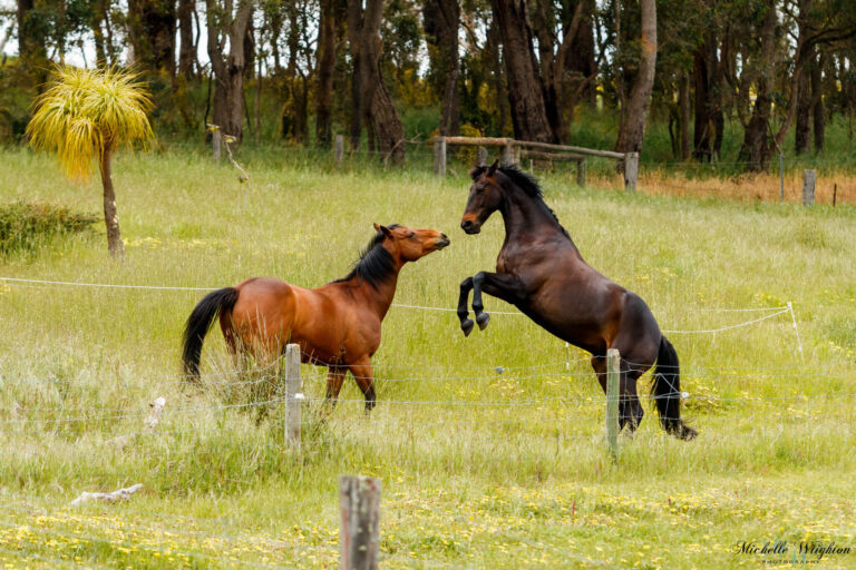 Horses will play