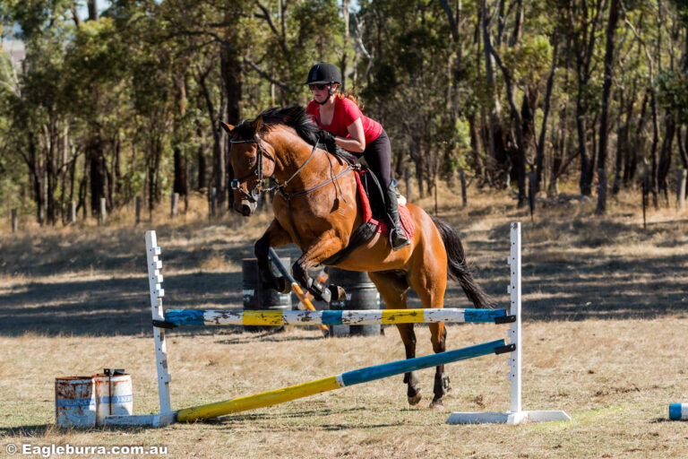 Miss B jumping high with Wilson