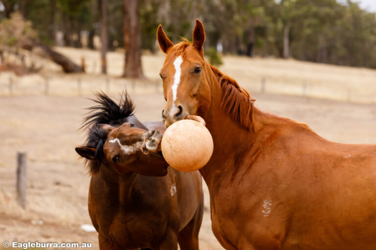 Flame and Shiloh playing games