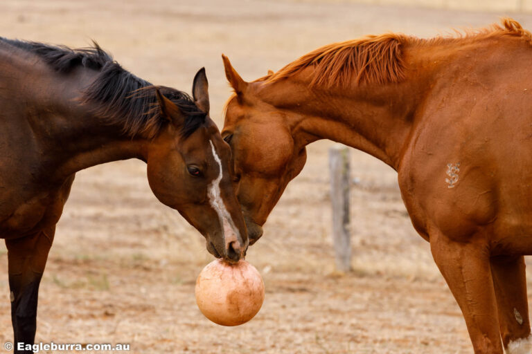 Flame and Shiloh playing games