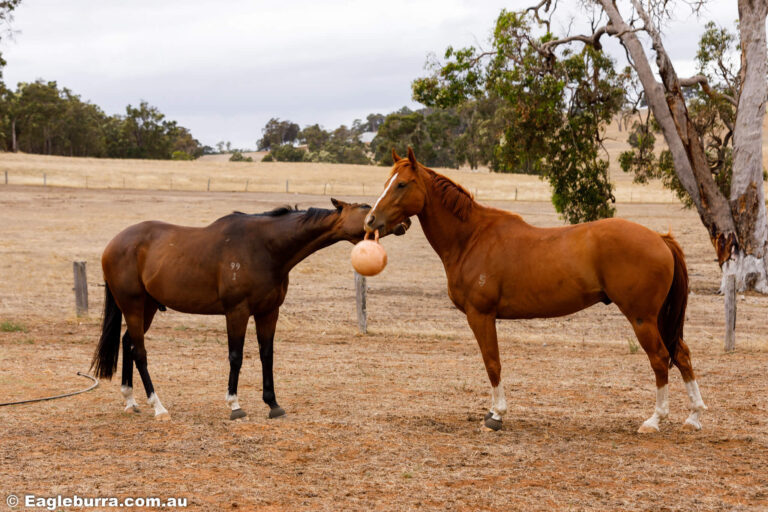 Flame and Shiloh playing games