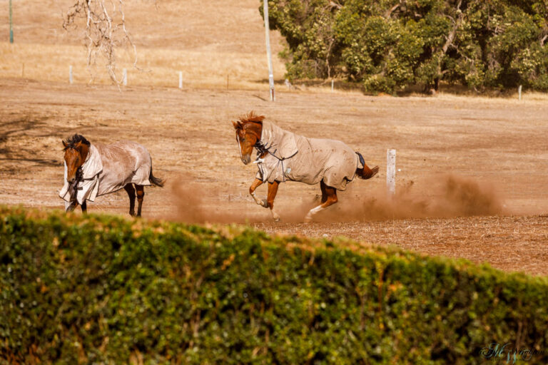 Jumping fun with horses