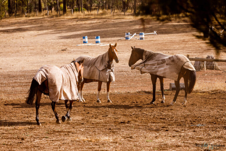 Horses with their summer coats and Shiloh playing with his