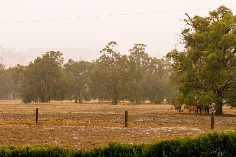Horses getting shelter in the wet paddocks after harrowing them