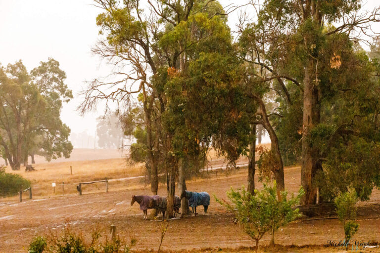Horses getting shelter in the wet paddocks after harrowing them