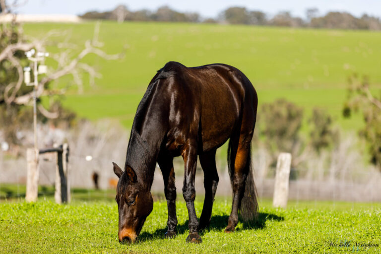 Jackson - Horse