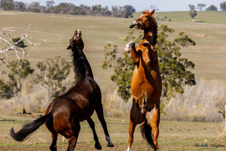 Horses playing with a boot