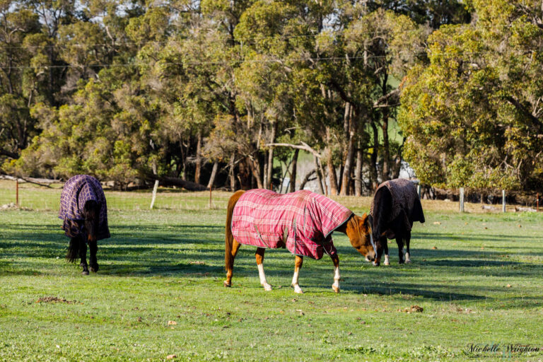Horses with Winter Rugs on