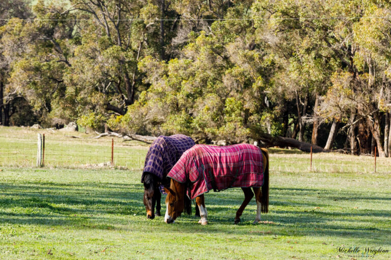 Horses with winter rugs on