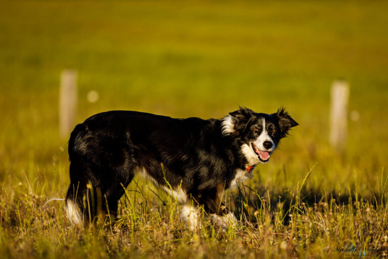 Bolt Border Collie