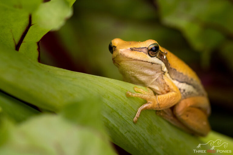 Slender Tree Frog
