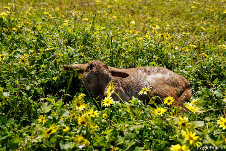 little lamb having a rest