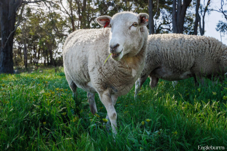 Sheep close up photo