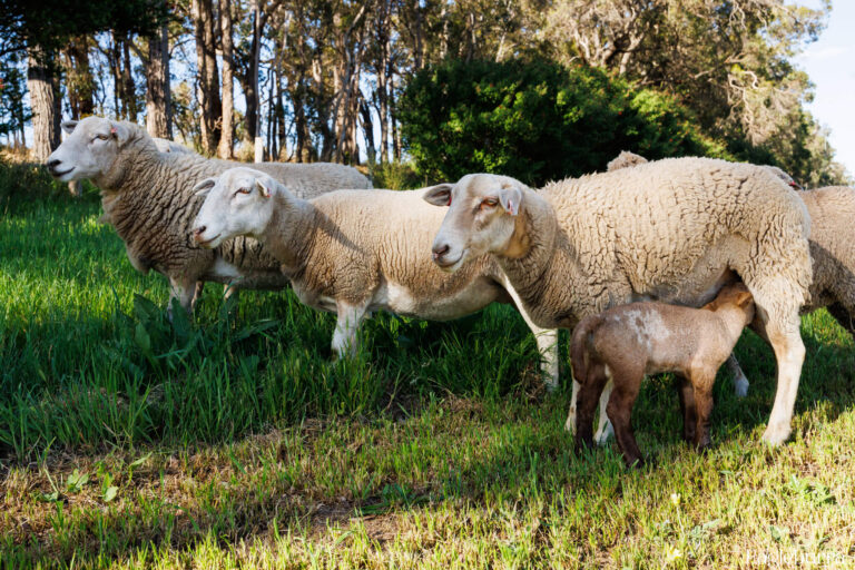 Sheep and lamb feeding