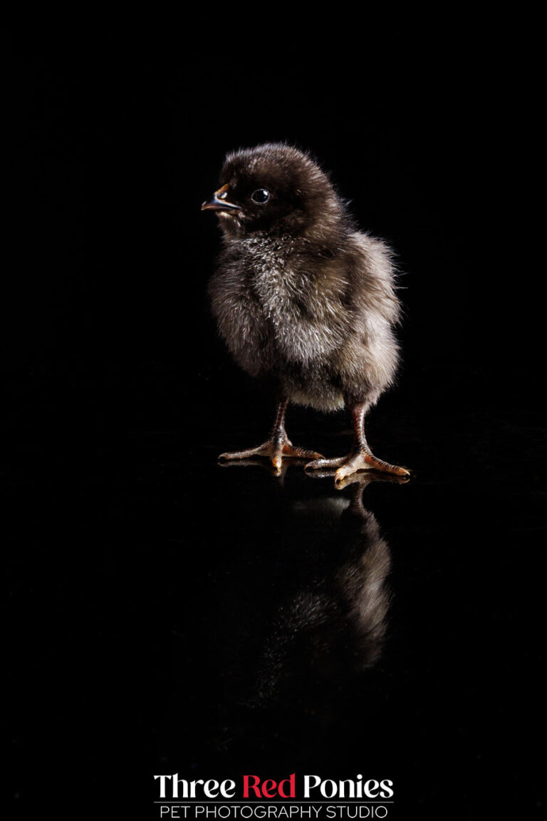 Australorp chick studio photograph