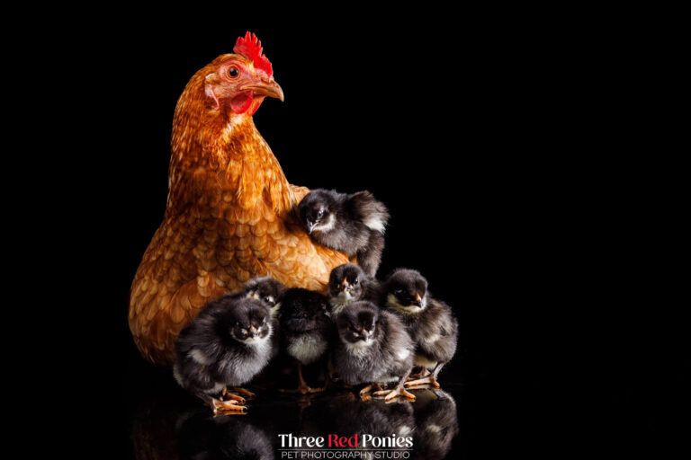 Australorp chicks studio photograph