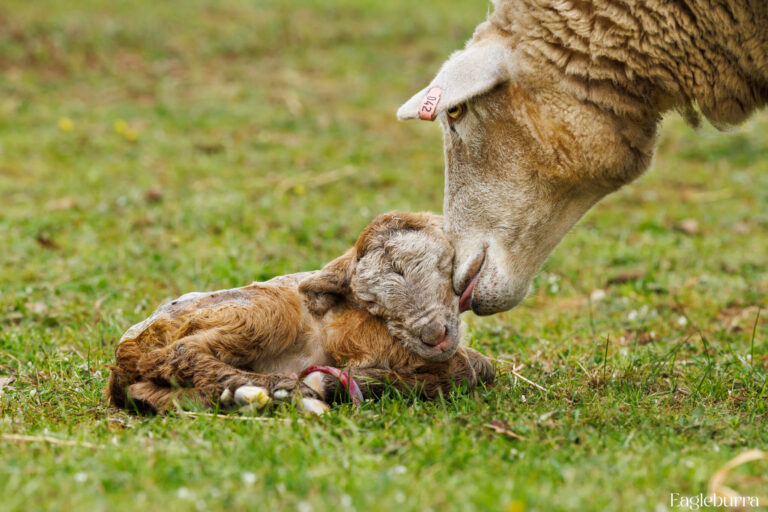 Mum cleaning her lamb after birth