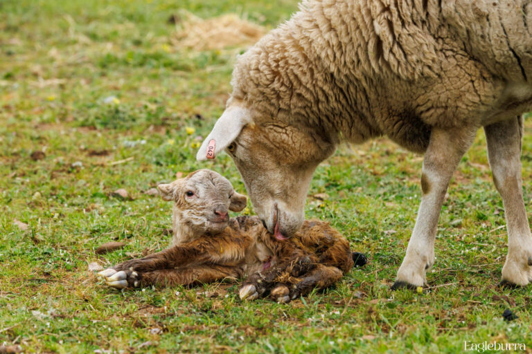 Mum cleaning her lamb after birth