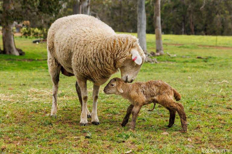 Mum and lamb