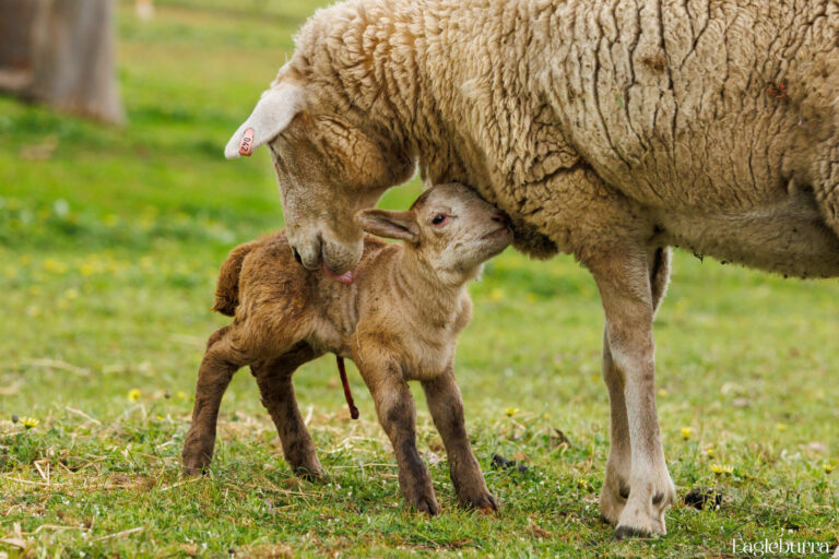 Mum and lamb