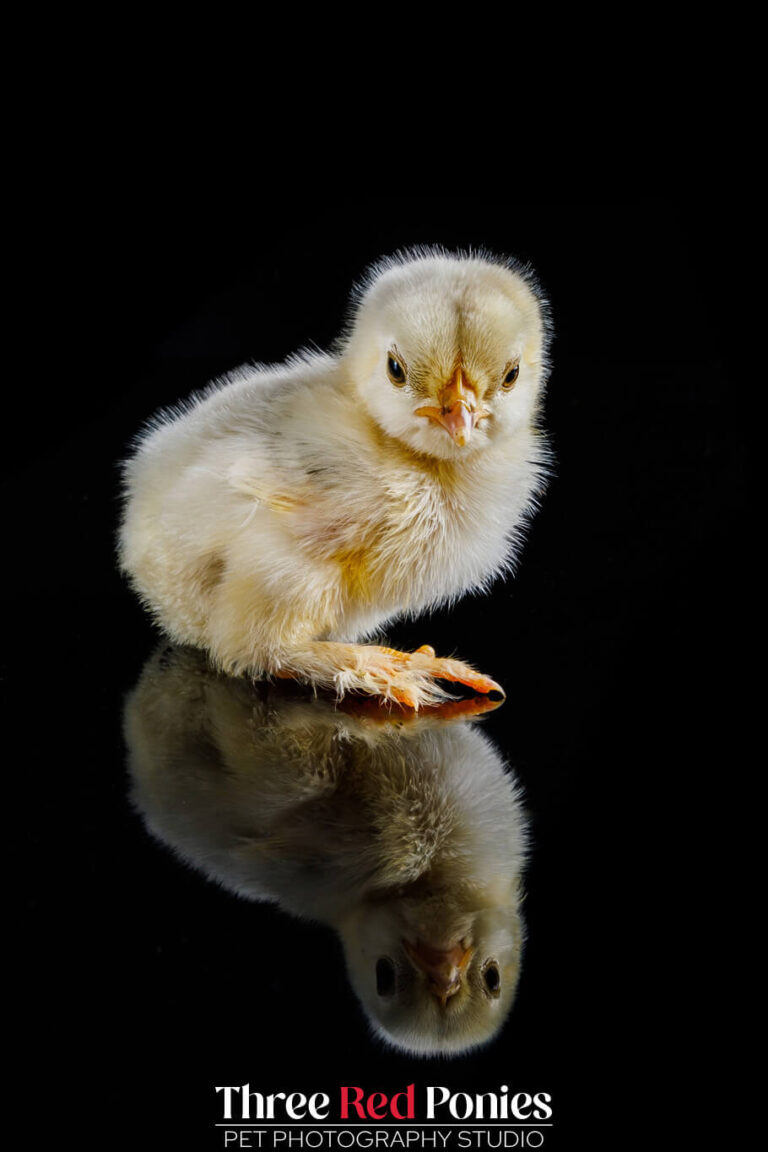 Tiny Bantam chick studio photograph