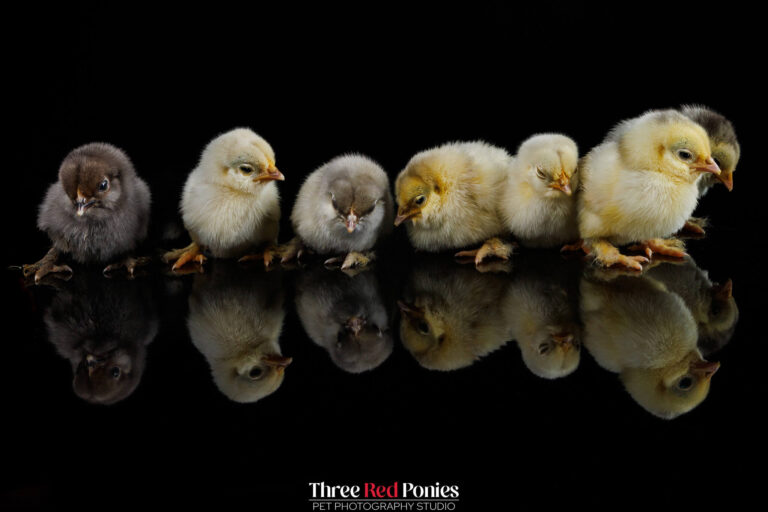 Tiny Bantam chicks studio photograph