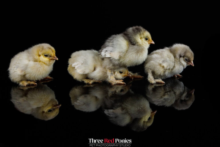 Tiny Bantam Chicks studio photograph