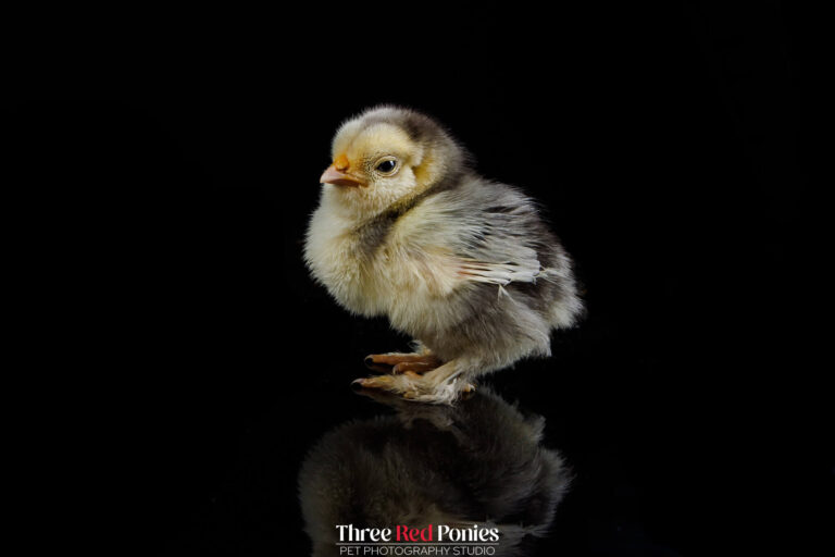 Tiny Bantam chick studio photograph