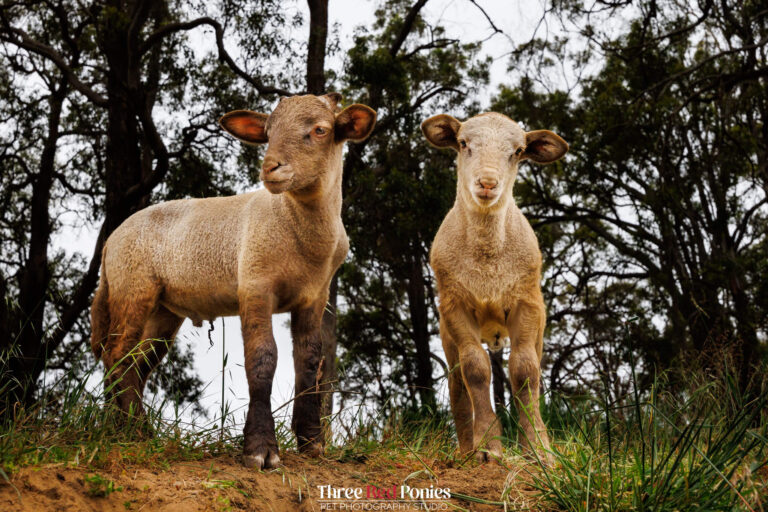 2 cute lambs
