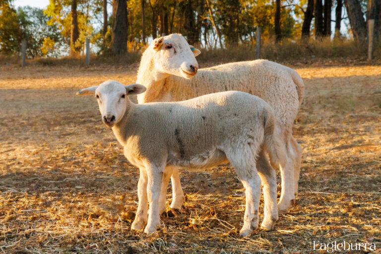 dorper ram and lamb