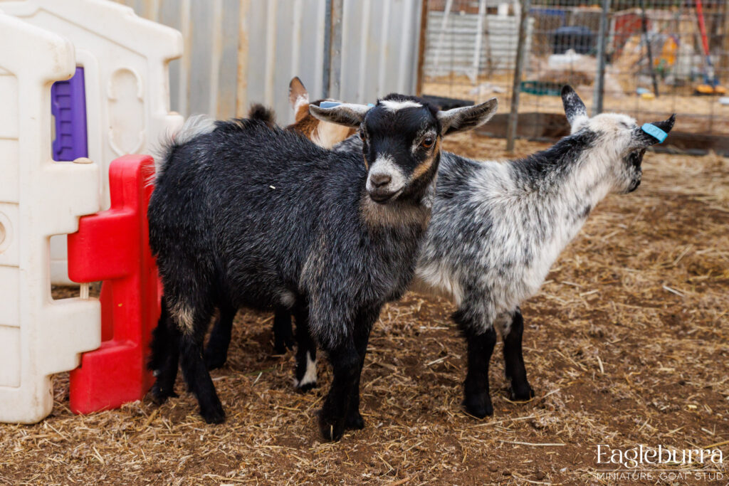 Pygmy Goats