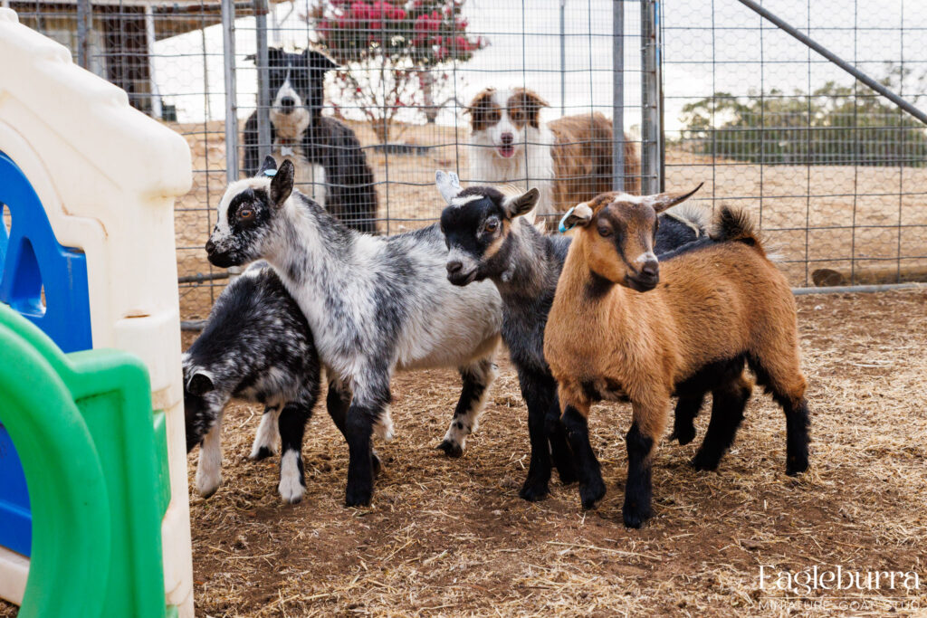 Pygmy Goats