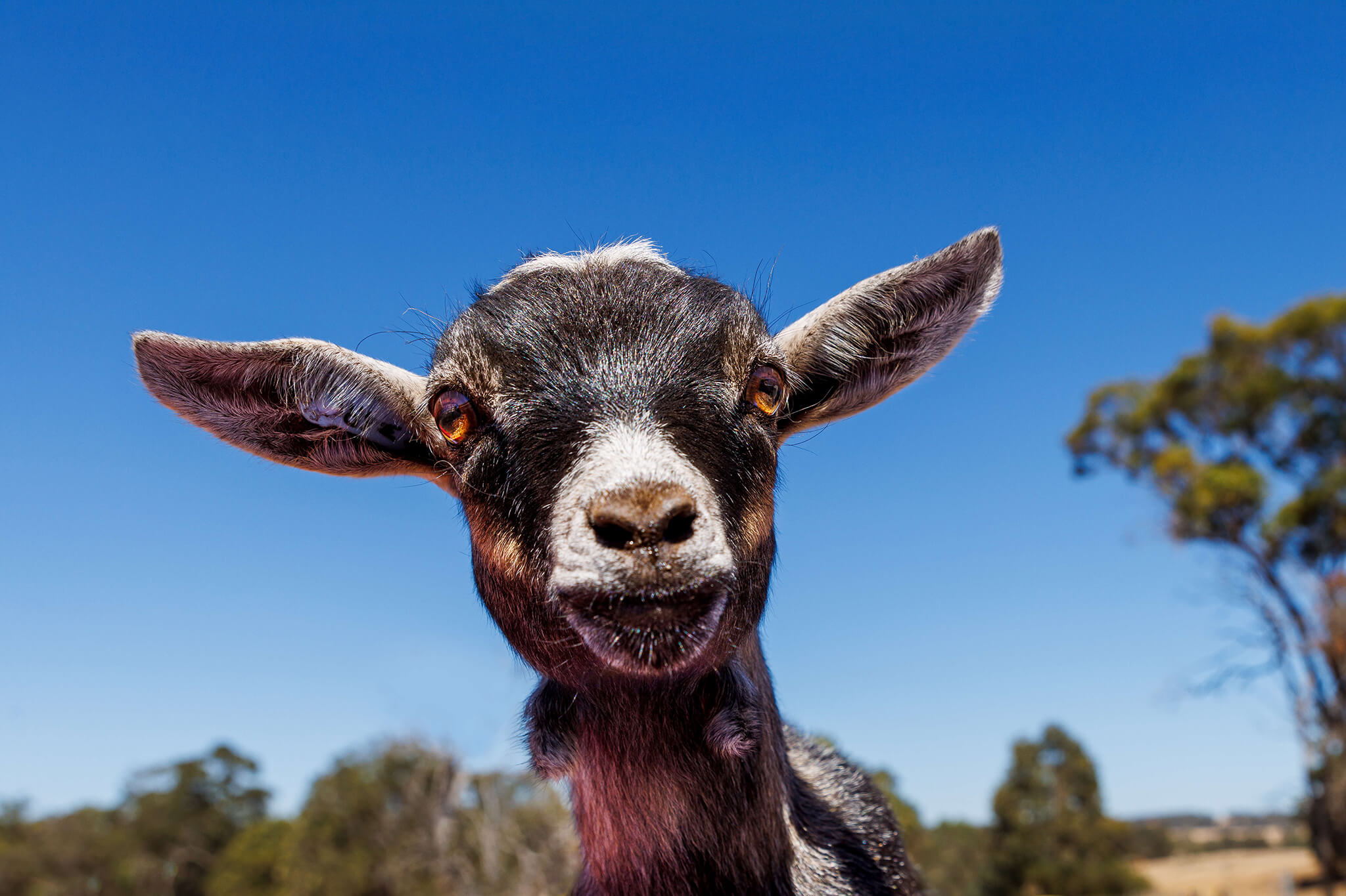 Pygmy Goat - Hello