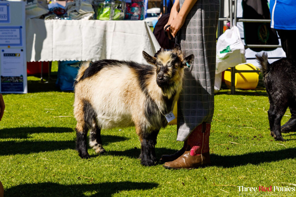 Pygmy Goat Show Western Australia