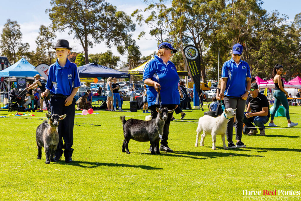 Pygmy Goat Show Western Australia