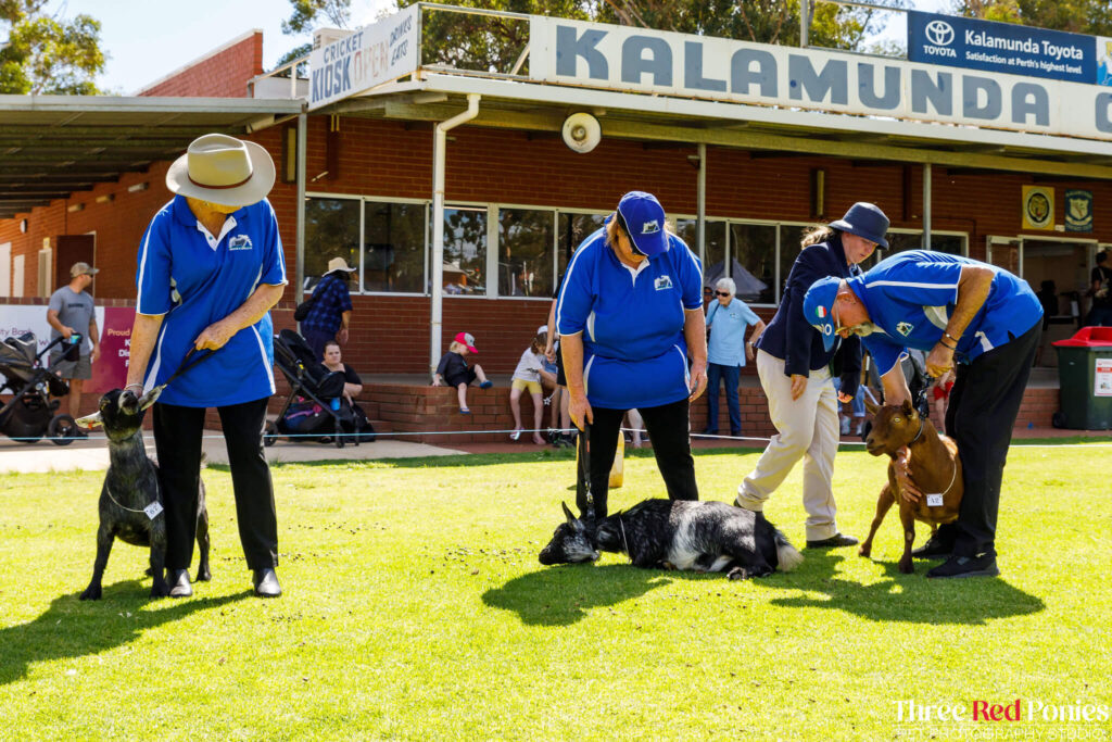 Pygmy Goat Show Western Australia