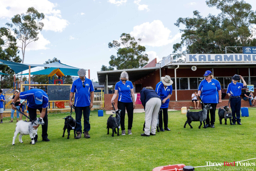 Pygmy Goat Show Western Australia