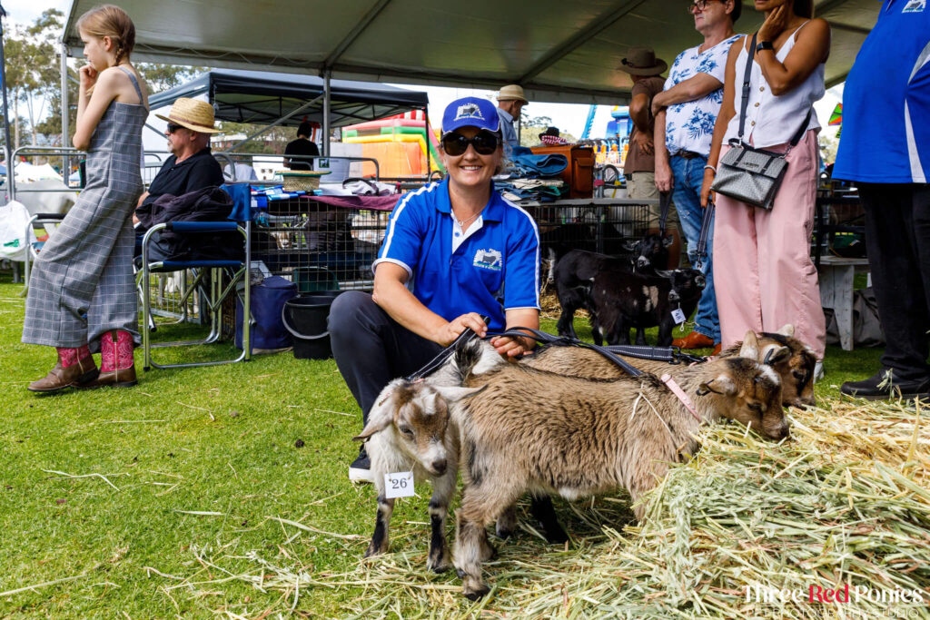 Pygmy Goat Show Western Australia