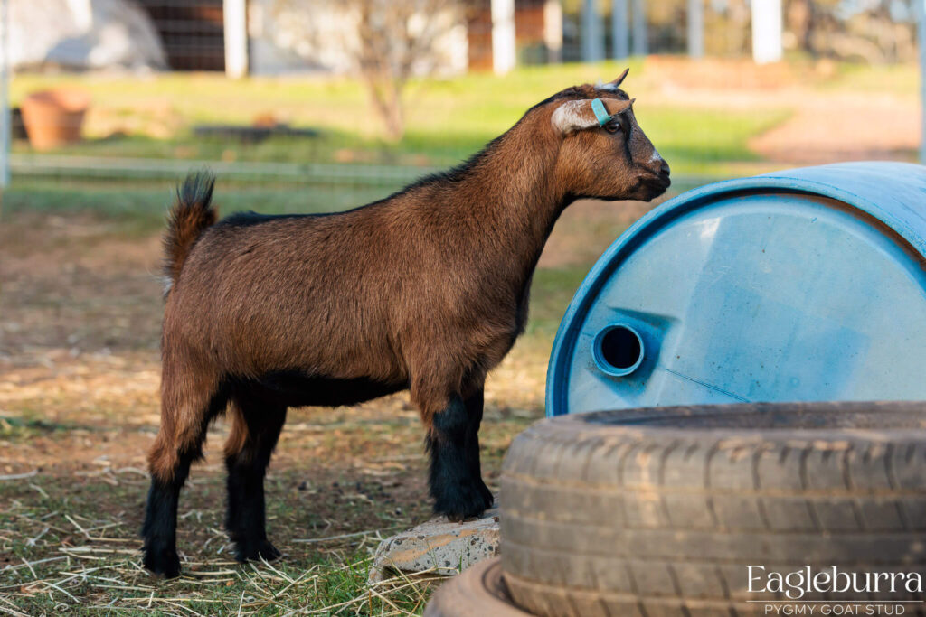 western australia pygmy goat breeder