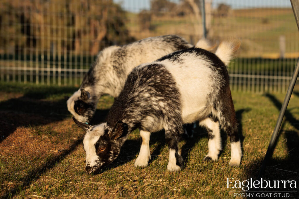 south west pygmy goat breeder