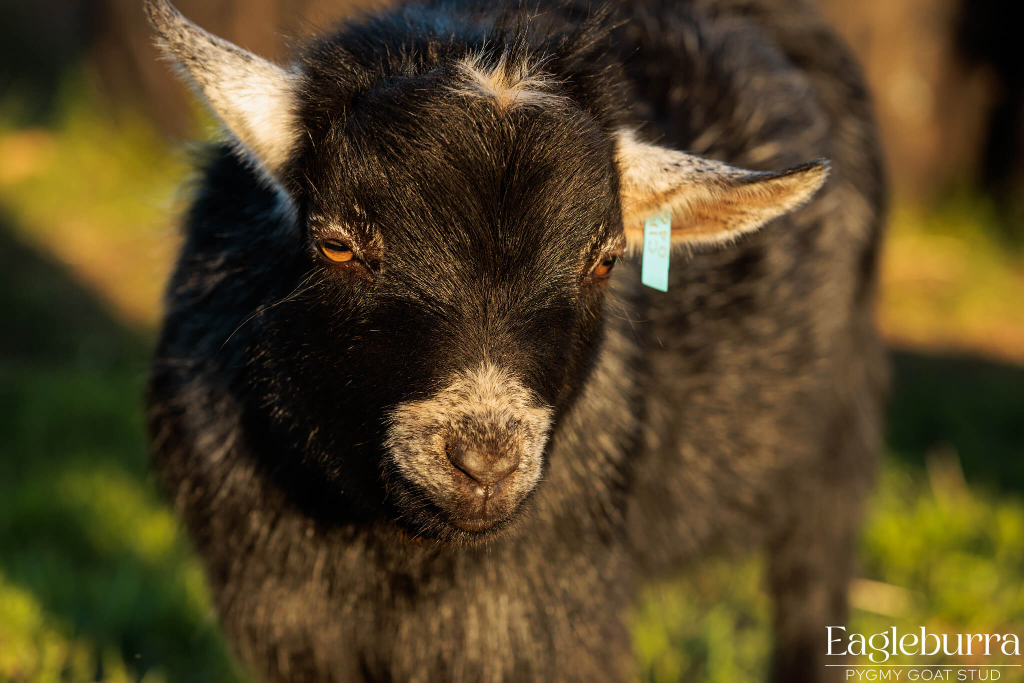 Pygmy Goat Breed Associations in Australia Eagleburra Pygmy Goat Stud