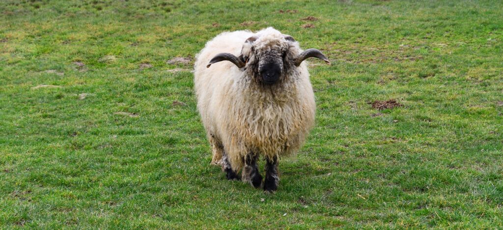 Valais Blacknose sheep pixabay