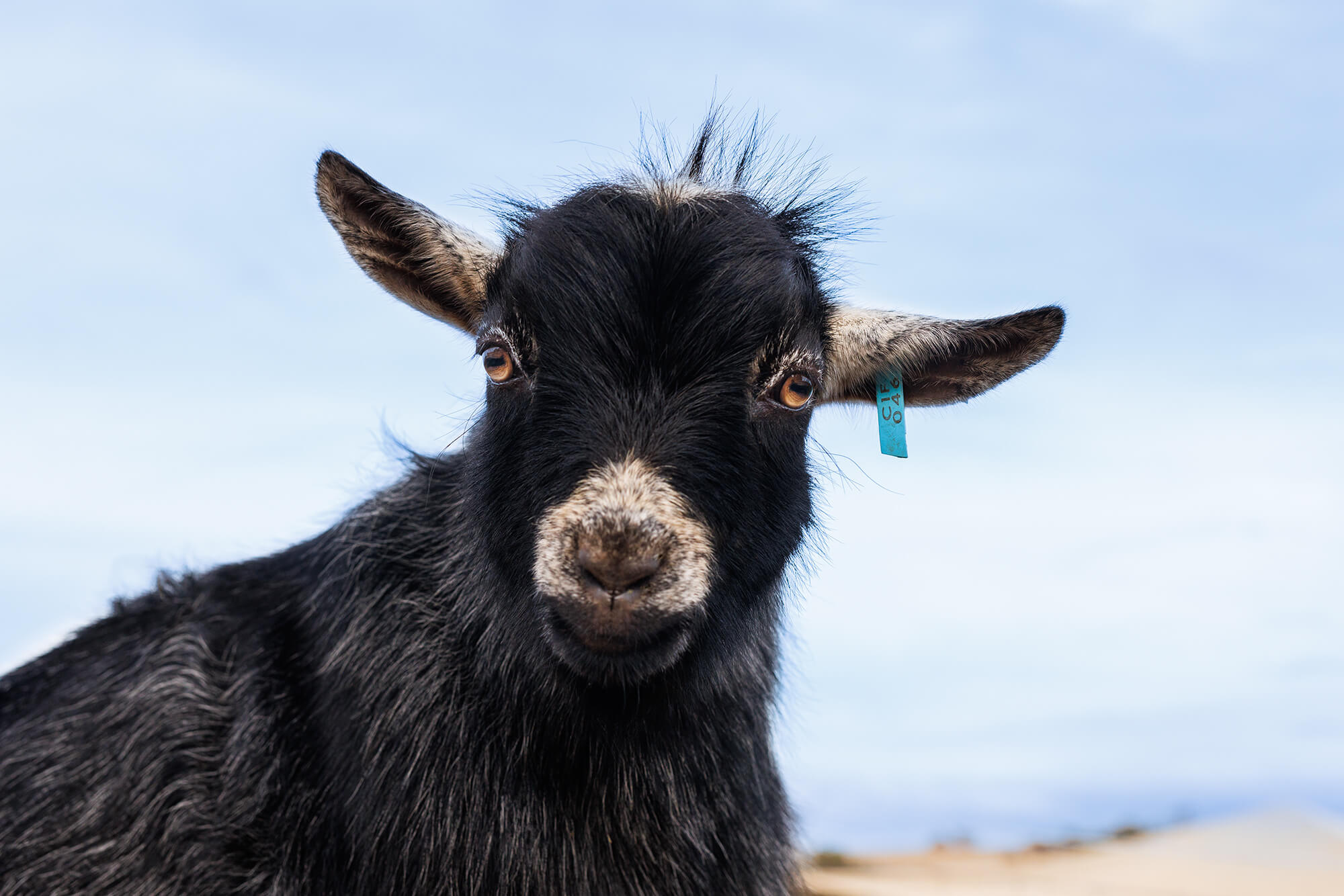 Pygmy Goat Buck Presley