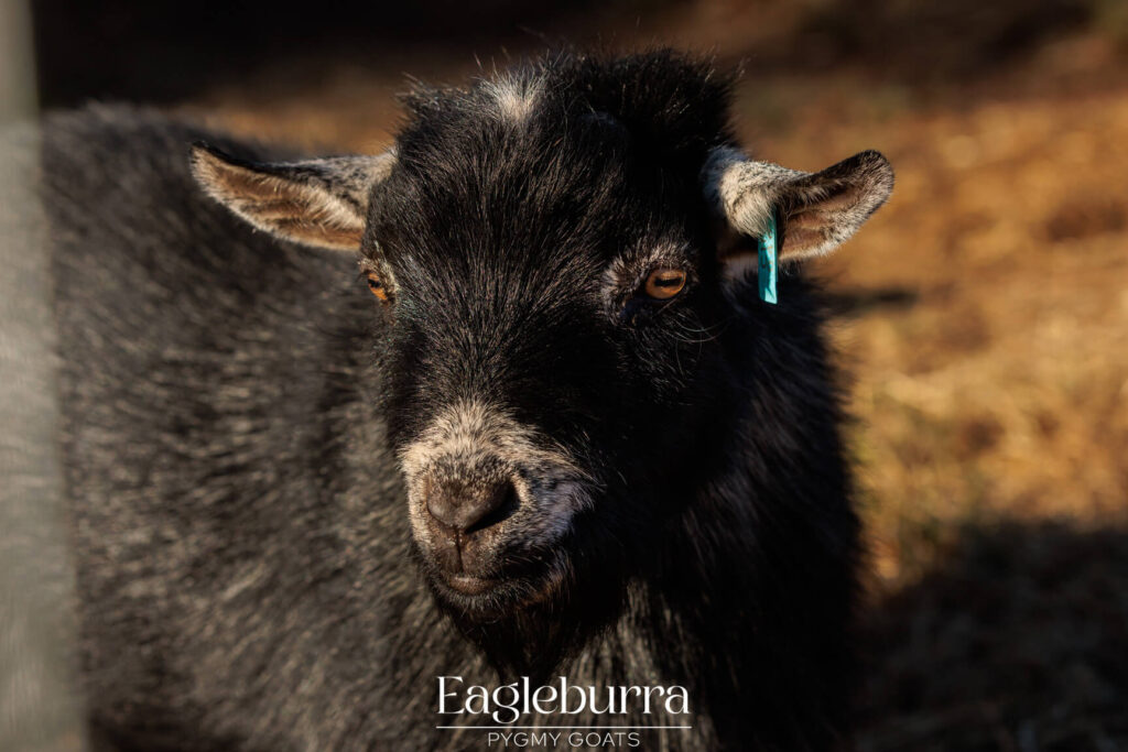 Pygmy Goat breeders in Western Australia