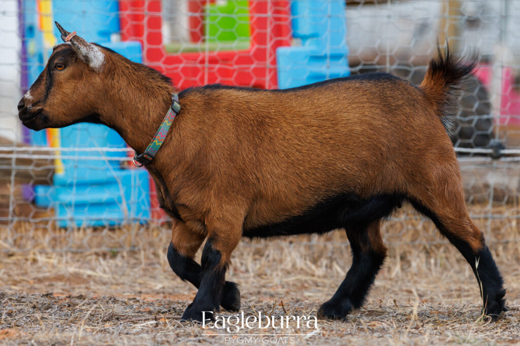 Pygmy Goat in Western Australia