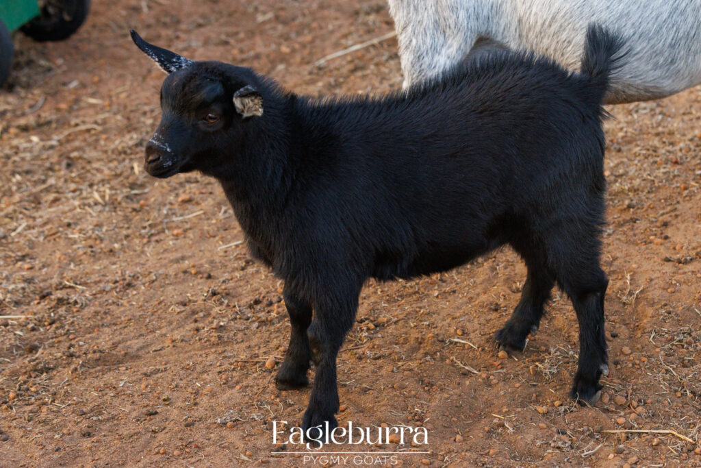 Pygmy Goat breeders in Western Australia