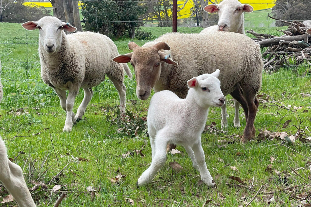 white dorper lambs