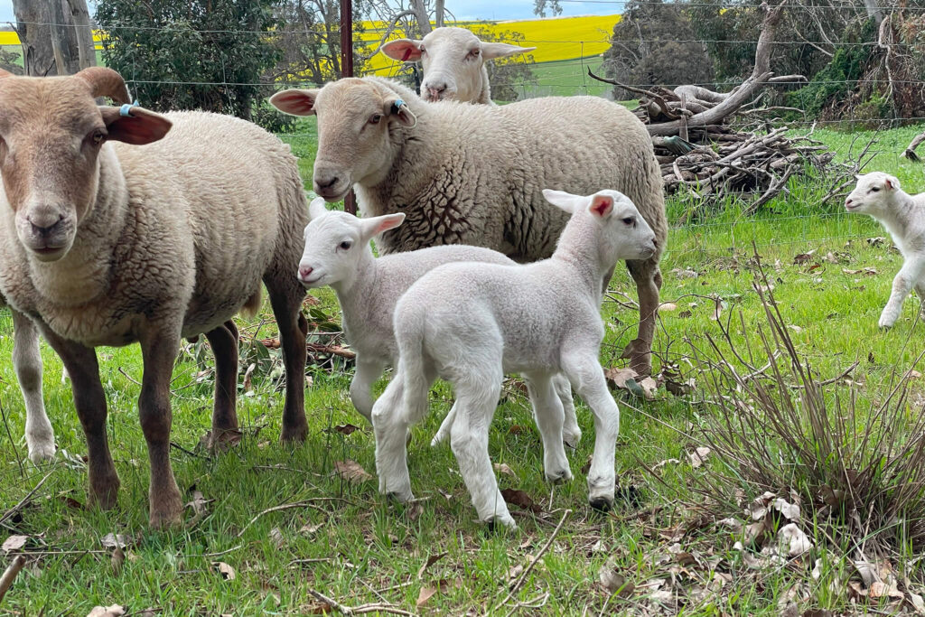 white dorper lambs