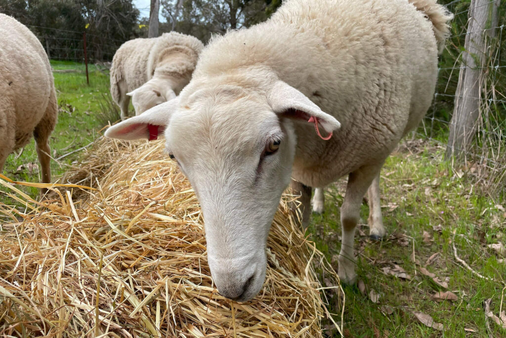 white dorper lambs