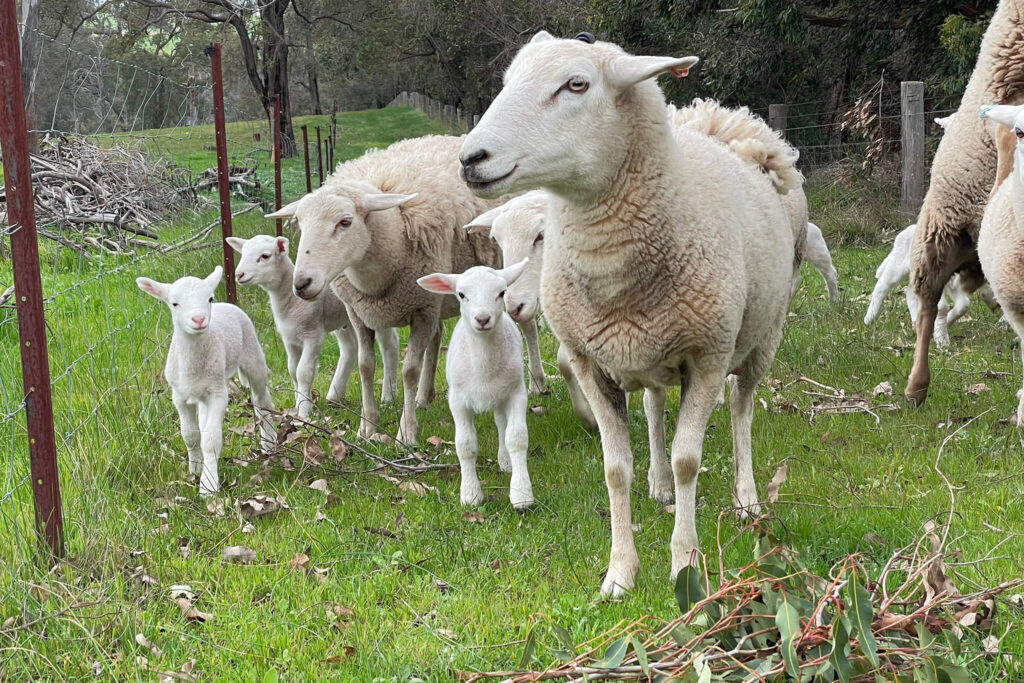 white dorper lambs